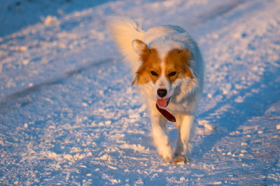 Portrait of dog in snow