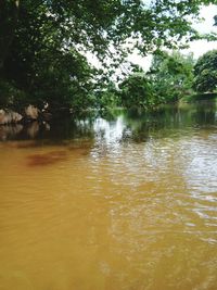 Reflection of trees in water