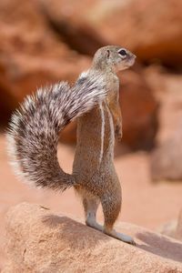 Close-up of squirrel