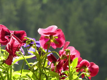 Close-up of pink flowering plants