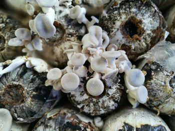 Close-up of mushrooms