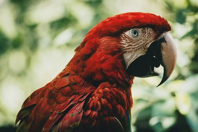 Close-up of parrot