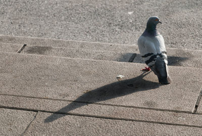 High angle view of bird perching on shadow