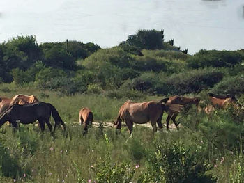 Side view of horse on field