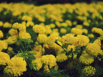 Close-up of yellow flowers blooming in field