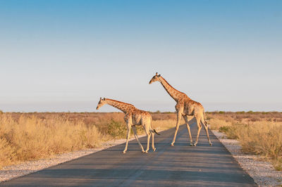 Giraffes crossing road against clear sky