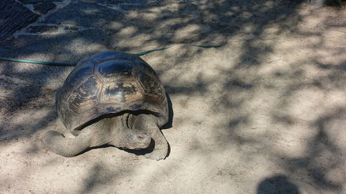 Close-up of tortoise on sand