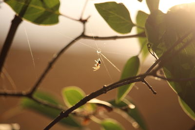 Close-up of spider on web