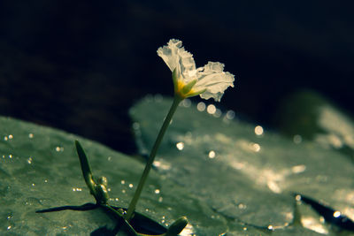 Close-up of water drops on plant