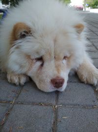 Close-up of a dog resting on footpath