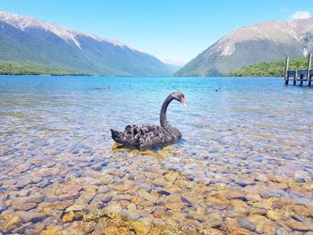 Swan swimming on lake