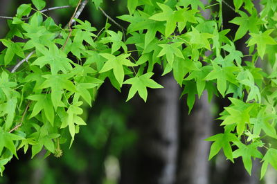 Close-up of maple leaves