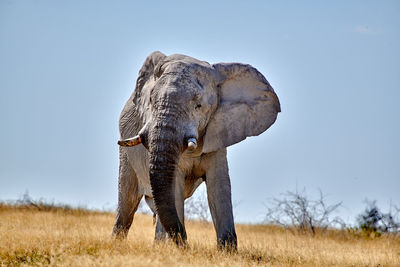 View of elephant on field against sky