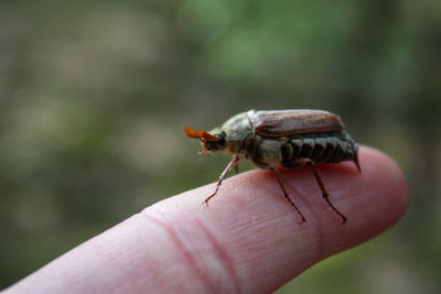 Close-up of a hand holding insect