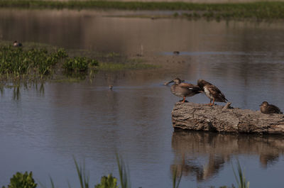 Birds perching on wood in lake