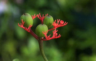 Close-up view of fruit