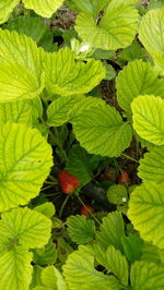 Close-up of berries growing on plant