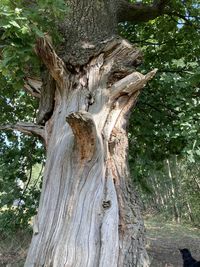 Low angle view of tree trunk in forest