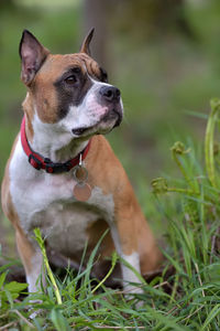 Dog looking away on field