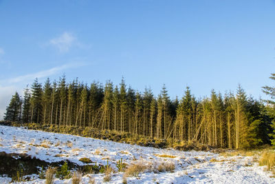 Trees in forest against sky during winter