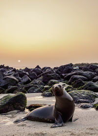 View of horse in sea at sunset