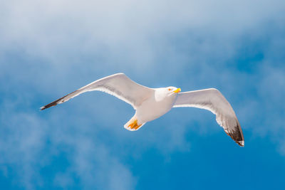 Low angle view of seagull flying