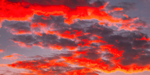 Low angle view of trees against sky during sunset