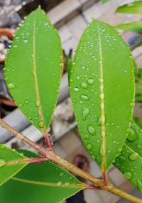 Close-up of wet green plant in water