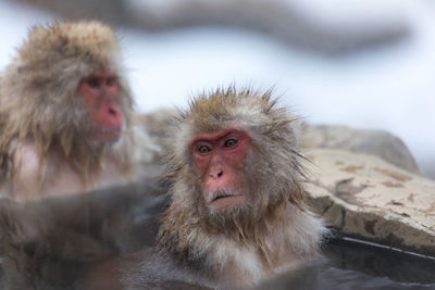 Japanese snow monkey in hot spring