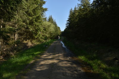 Empty road amidst trees in forest against sky