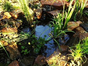 High angle view of turtle in water