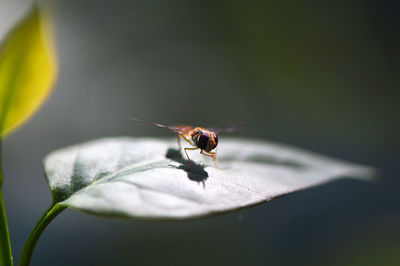 Close-up of insect on leaf