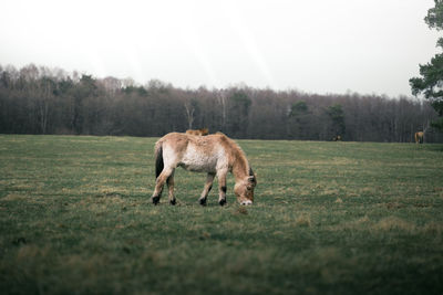 Side view of horse on grassy field