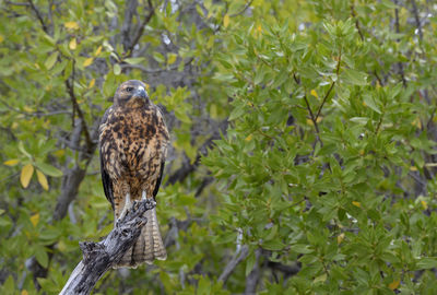 Bird perching on branch