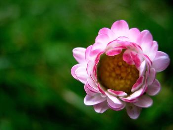 Close-up of pink flower blooming outdoors