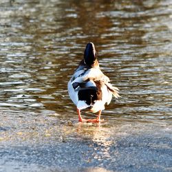 Duck on lake