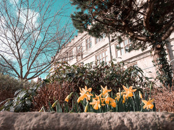 Yellow flowering plants against clear sky