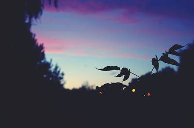 Close-up of silhouette birds against sky at sunset