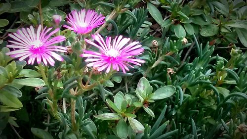 Close-up of pink flowers