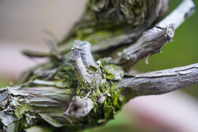 Close-up of lichen on tree trunk