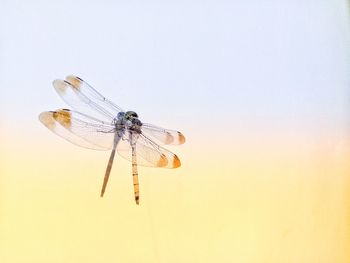 Close-up of dragonfly against the sky