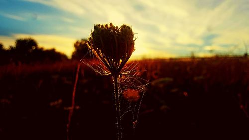 Close-up of plants against sunset