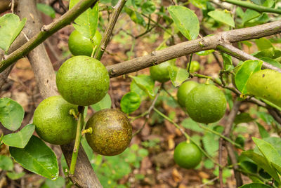 Close-up of fruits growing on tree