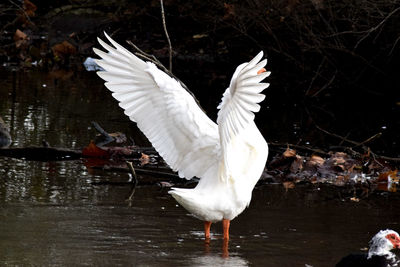 Close-up of swan in lake
