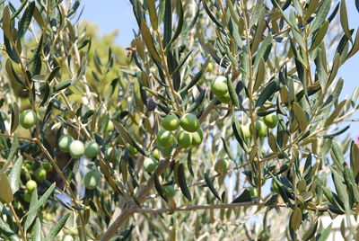 Close-up of fruit growing on tree