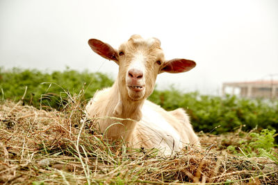 Portrait of an animal on field