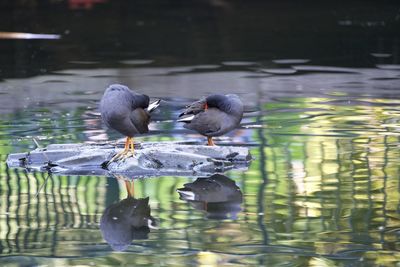 Ducks swimming in lake