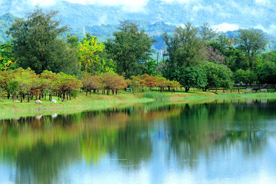 Scenic view of lake against trees in forest