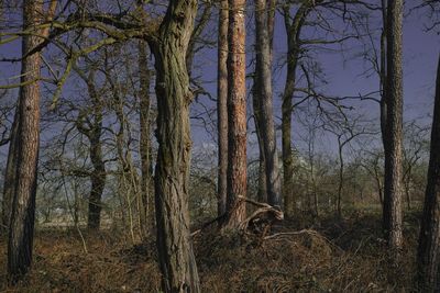 Trees in forest