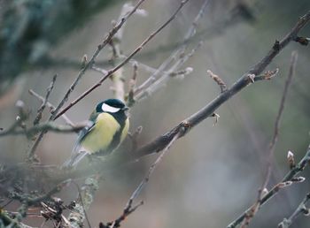 Close-up of bird perching on tree